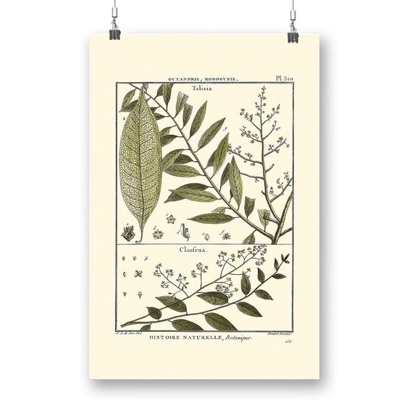 Fern Classification Iii Poster - Denis Diderot Designs,
