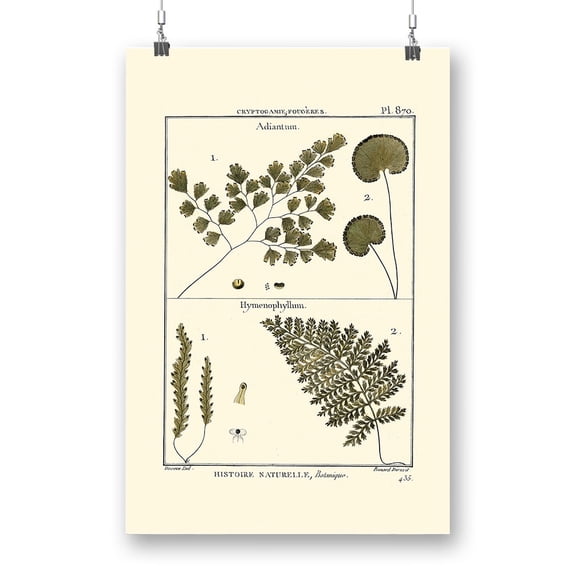 Fern Classification Iv Poster - Denis Diderot Designs,