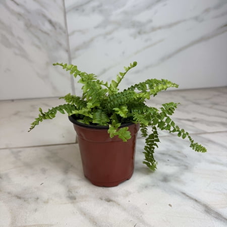 Fern Compact Boston, 4" Plant, The Plant Farm