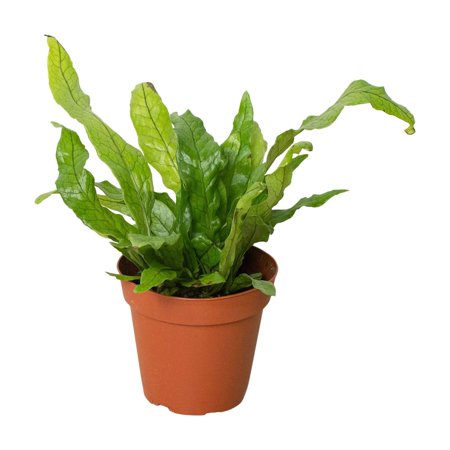 Fern 'Crocodile'