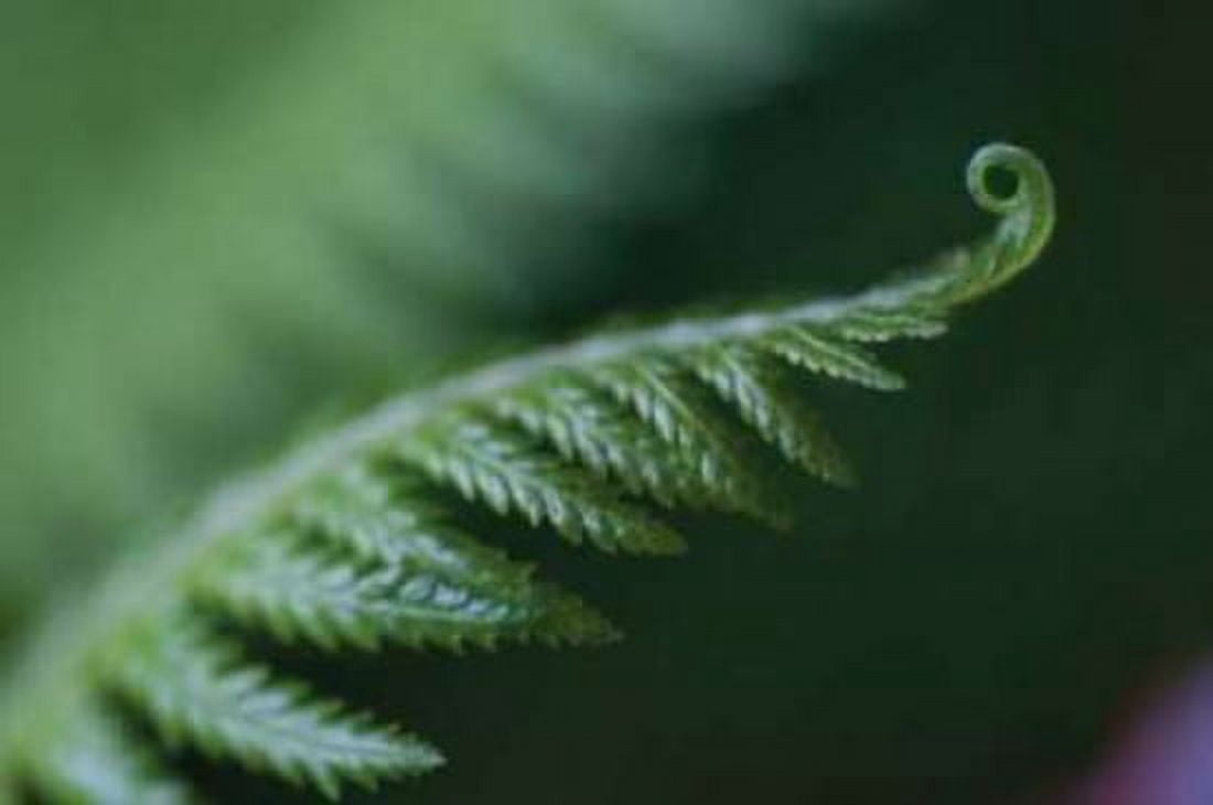 Fern Detail I Canvas Art - Erin Berzel (20 x 28)