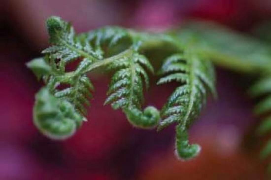 Fern Detail II Canvas Art - Erin Berzel (20 x 28)