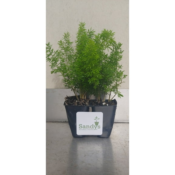 Fern Foxtail Asparagus Meyeri, Bush Ground Cover, Lot of 2 Starter Plants