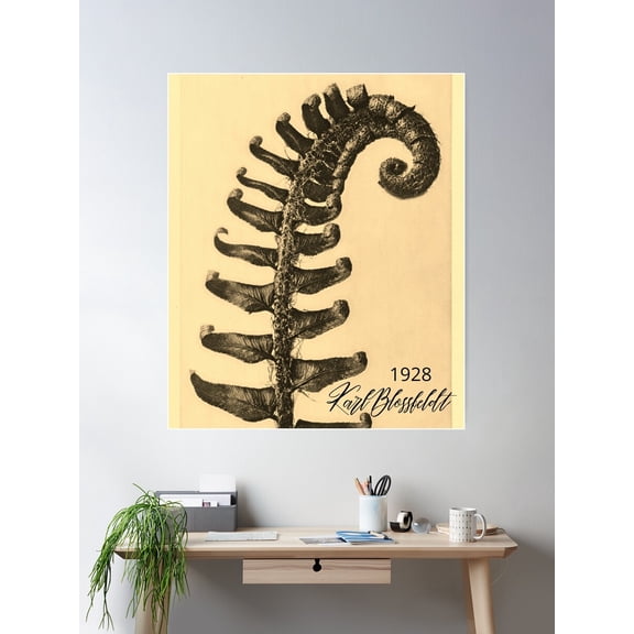 Fern Frond Sepia Enhanced Vintage Photograph By Karl Blossfeldt 1928 Design Poster Wall Art, Modern Wall Decor For Living Room Bedroom, 16x24 UNFRAMED
