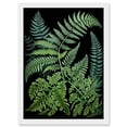thumbnail image 1 of Fern Fronds Ernst Haeckel Style Dark Illustration Artwork Framed Wall Art Print A4, 1 of 4