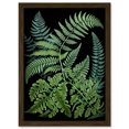 thumbnail image 1 of Fern Fronds Ernst Haeckel Style Dark Illustration Artwork Framed Wall Art Print A4, 1 of 4
