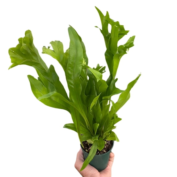Fern 'Green Flame', 4" Pot, Indoor Houseplant, Easy Care, Live Plant for Indoor & Outdoor