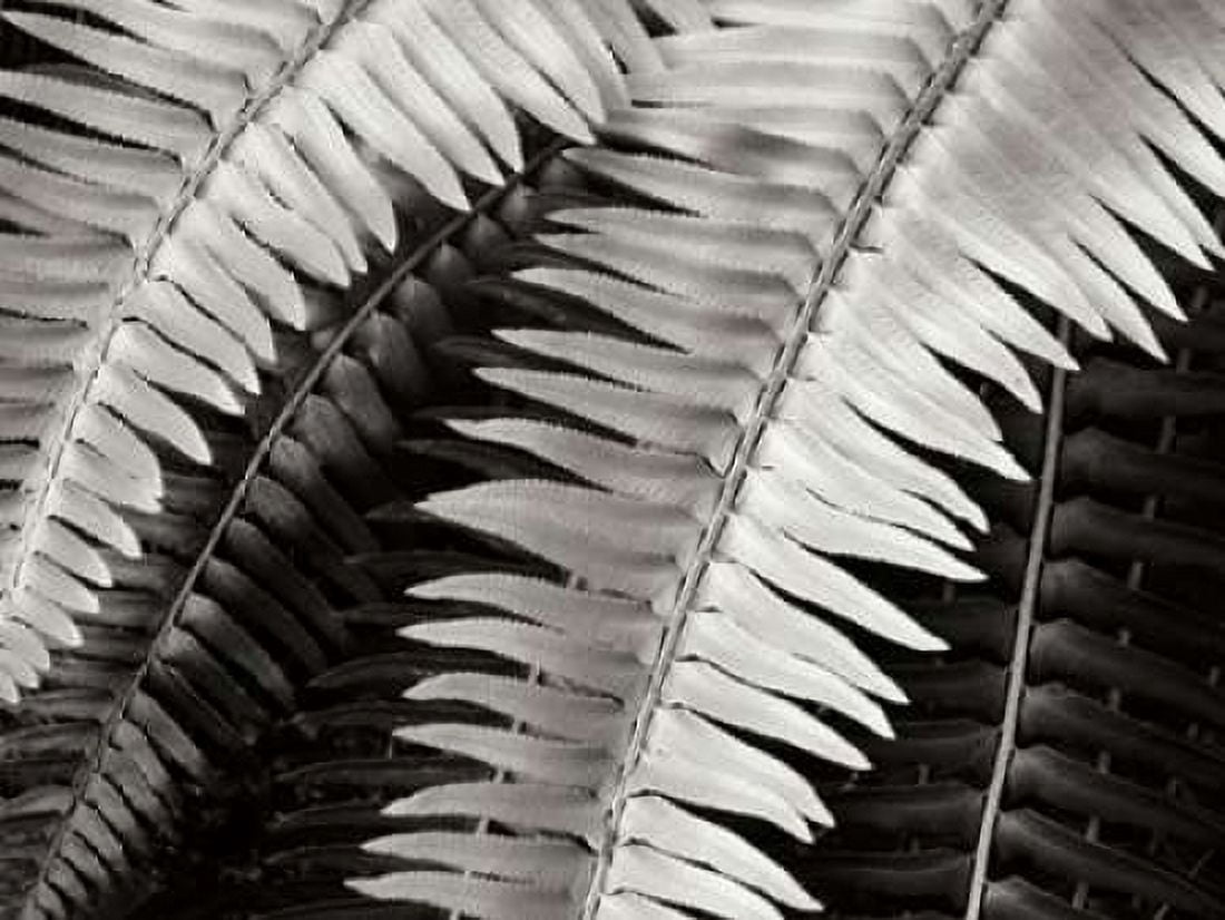 Fern I Canvas Art - Jim Christensen (18 x 24)