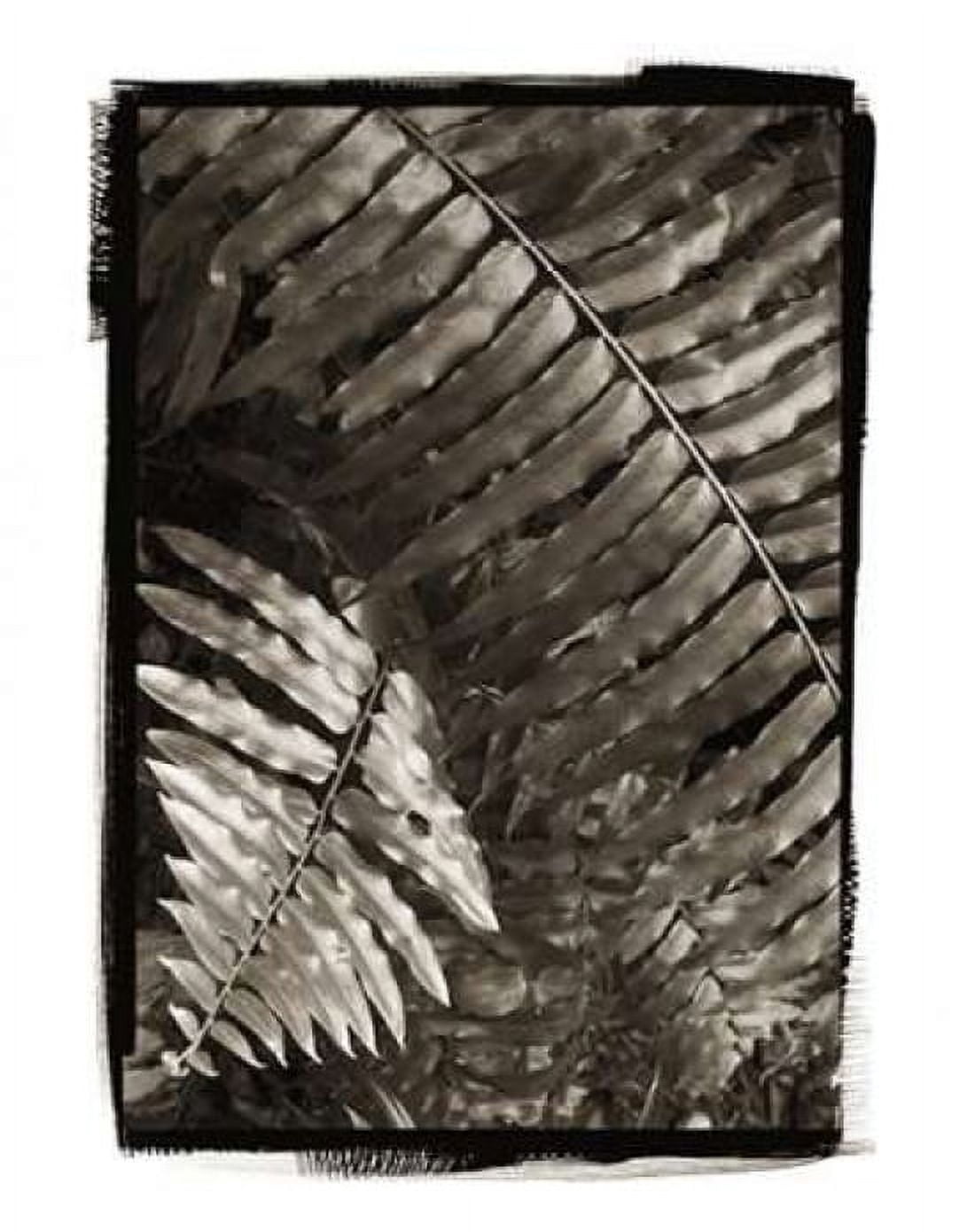 Fern I v2 Canvas Art - Debra Van Swearingen (22 x 28)