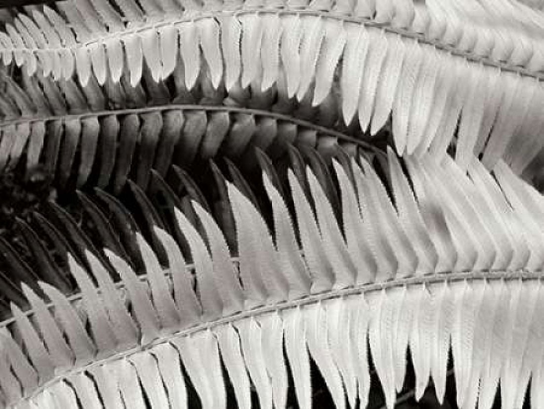 Fern II Canvas Art - Jim Christensen (18 x 24)