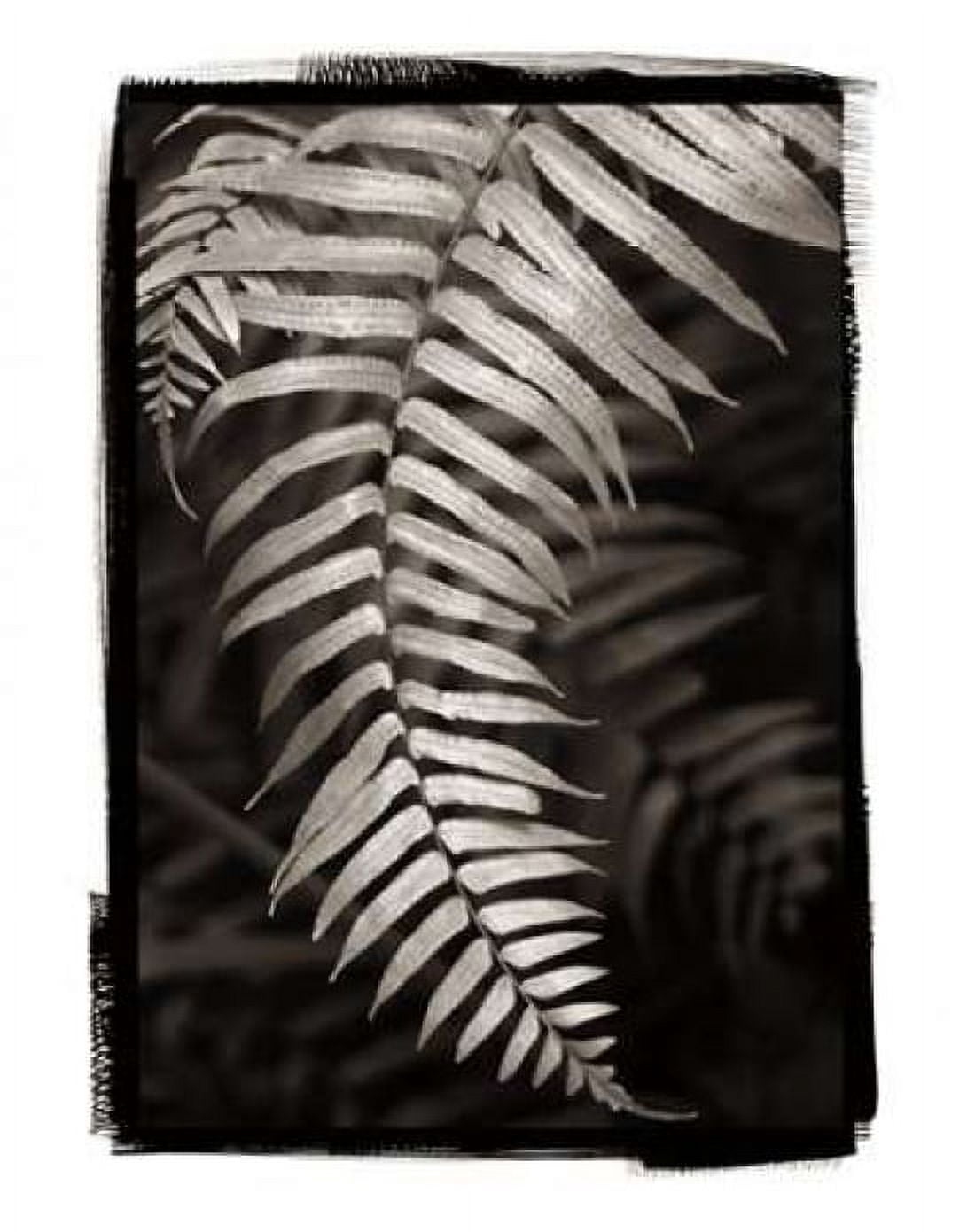 Fern II v2 Canvas Art - Debra Van Swearingen (22 x 28)