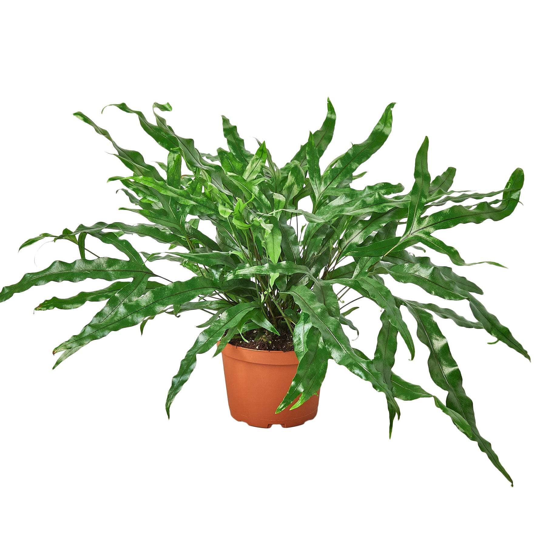 Fern 'Kangaroo Paw', 6" Pot, Indoor Houseplant, Easy Care, Live Plant for Indoor & Outdoor