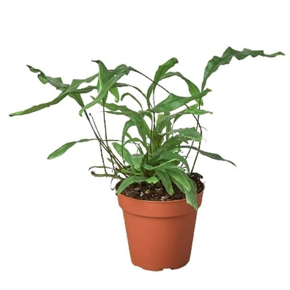Fern Kangaroo Paw Live Plant for Indoor | Different Houseplants in 4'' & 6'' Pot | Real House Plant for Living Room, Office, Desk & Bathroom | Microsorum diversifolium