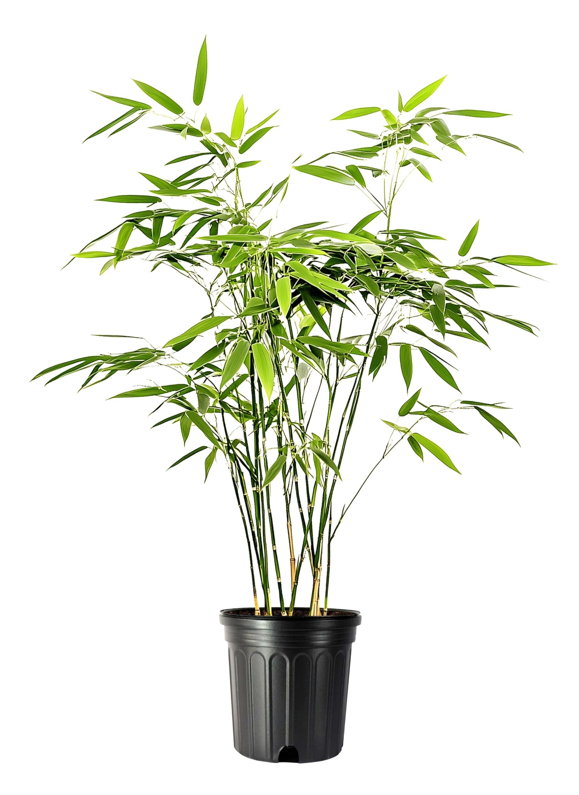 Fern Leaf Bamboo - 1 Live Plant - Bambusa Multiplex - 6 Inch Pot - Non-invasive Clumping Privacy Hedge