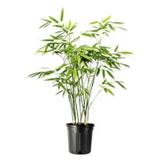 Fern Leaf Bamboo - 1 Live Plant - Bambusa Multiplex - 6 Inch Pot - Non-invasive Clumping Privacy Hedge