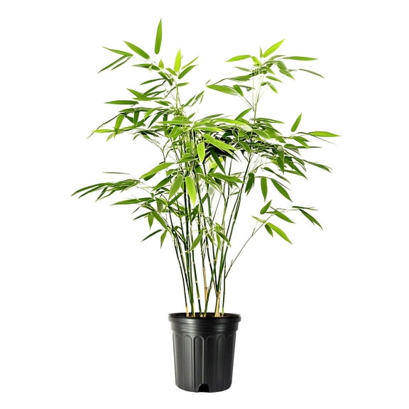 Fern Leaf Bamboo - 5 Live Plants - Bambusa Multiplex - 6 Inch Pot - Non-invasive Clumping Privacy Hedge