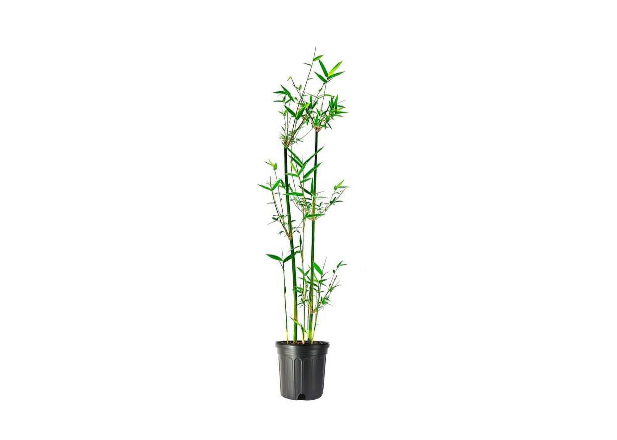 Fern Leaf Bamboo | Bambusa Multiplex | 6 inch Pot | Non-invasive ...