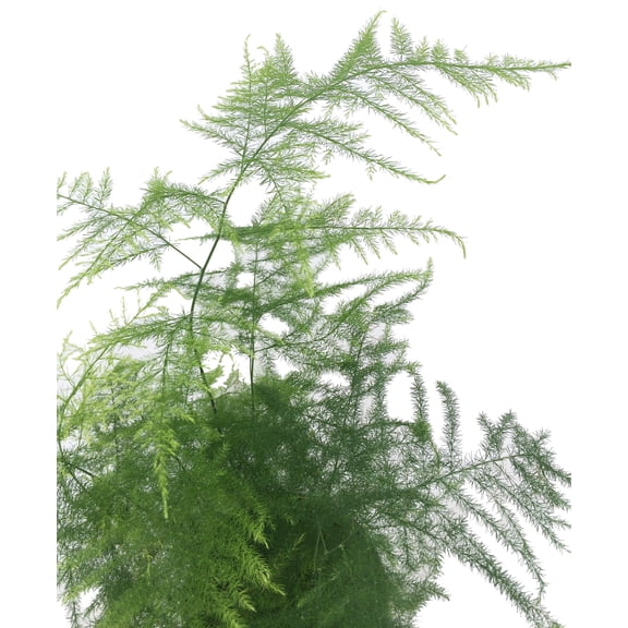 Fern Leaf Plumosus Asparagus Fern - 2.5" Pot - Live Plant