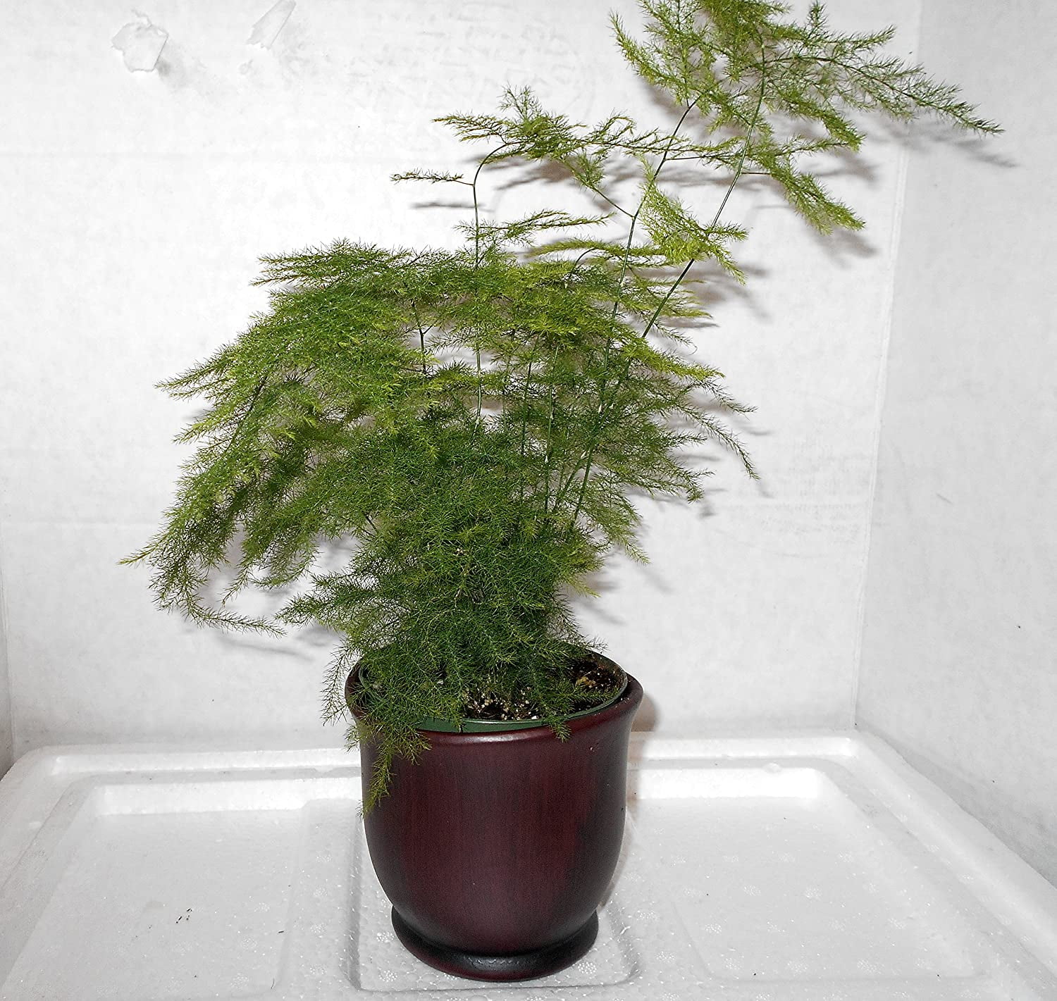 Fern Leaf Plumosus Asparagus Fern - 4" Pot-Ceramic color brown pot.w ...
