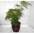 thumbnail image 1 of Fern Leaf Plumosus Asparagus Fern - 4" Pot-Ceramic color brown pot.w/Fertilizer Gift, 1 of 1