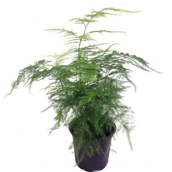 Fern Leaf Plumosus Asparagus Fern - 4" Pot- Live Plant
