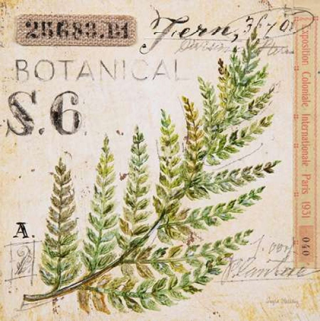 Fern Leaf-Sketchbook Canvas Art - Angela Staehling (24 x 24)