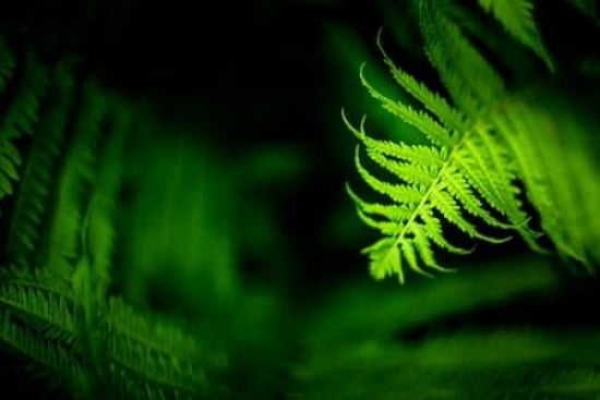 Fern Leaves I Canvas Art - Beth Wold (24 x 36)