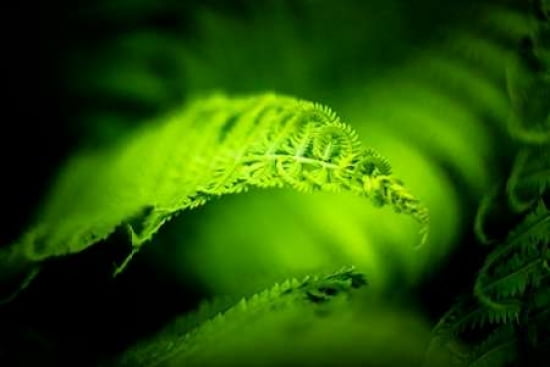 Fern Leaves II Canvas Art - Beth Wold (12 x 18)