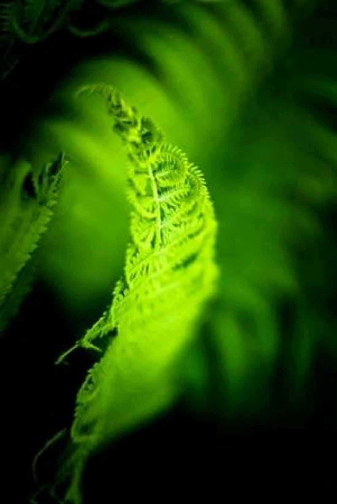Fern Leaves III Canvas Art - Beth Wold (24 x 36)