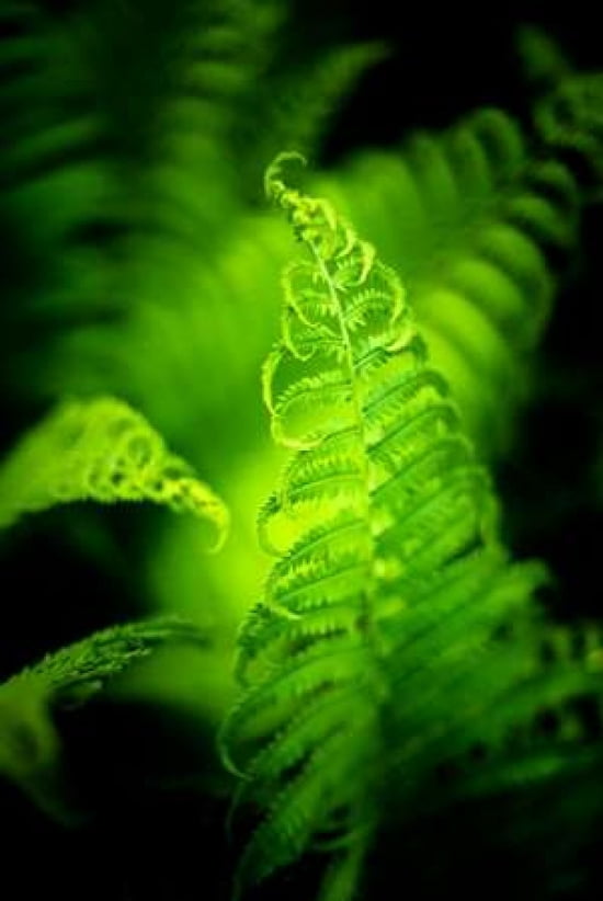 Fern Leaves IV Canvas Art - Beth Wold (12 x 18)