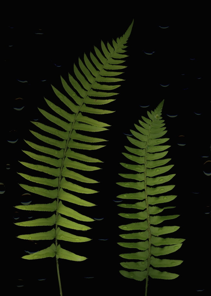Fern Leaves With Water Droplets Canvas Art - Deddeda Design Pics (24 x 32)
