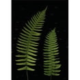 thumbnail image 1 of Fern Leaves With Water Droplets Poster Print, 1 of 2