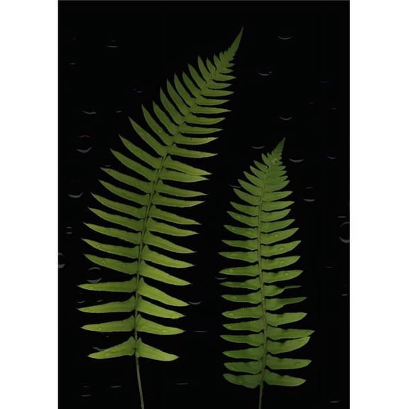 Fern Leaves with Water Droplets Poster Print by Deddeda - 24 x 32 - Large