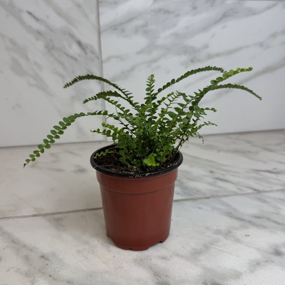 Nephrolepis Cordifolia Fern Lemon Button, 4" Plant
