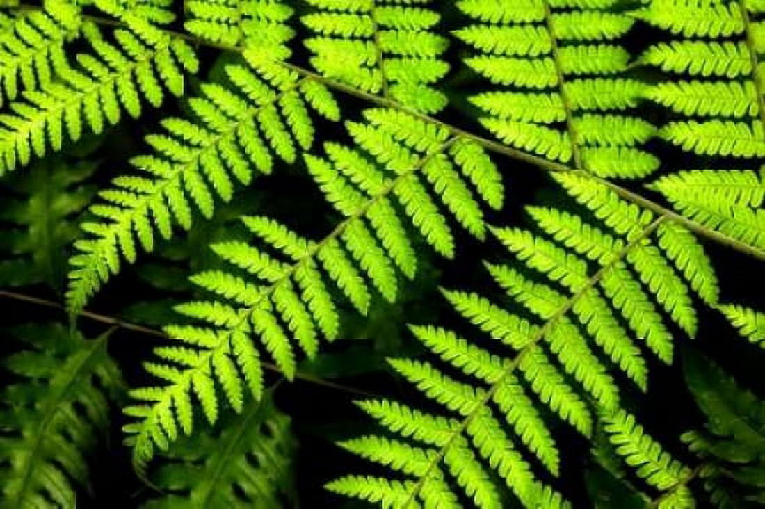 Fern Patterns Canvas Art - Larry Malvin (12 x 18)
