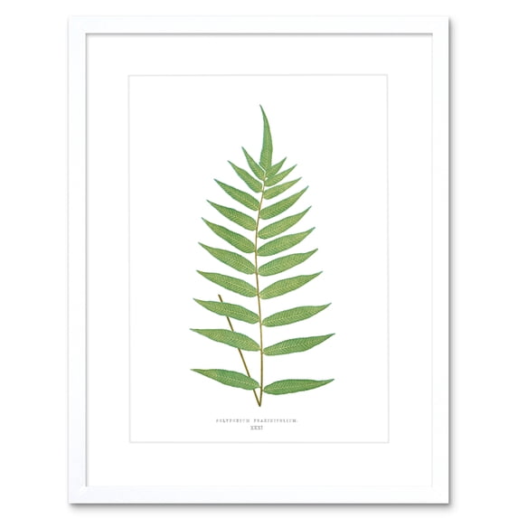 Fern Polypodium Fraxinifolium Art Print Framed Poster Wall Decor 9x7 inch