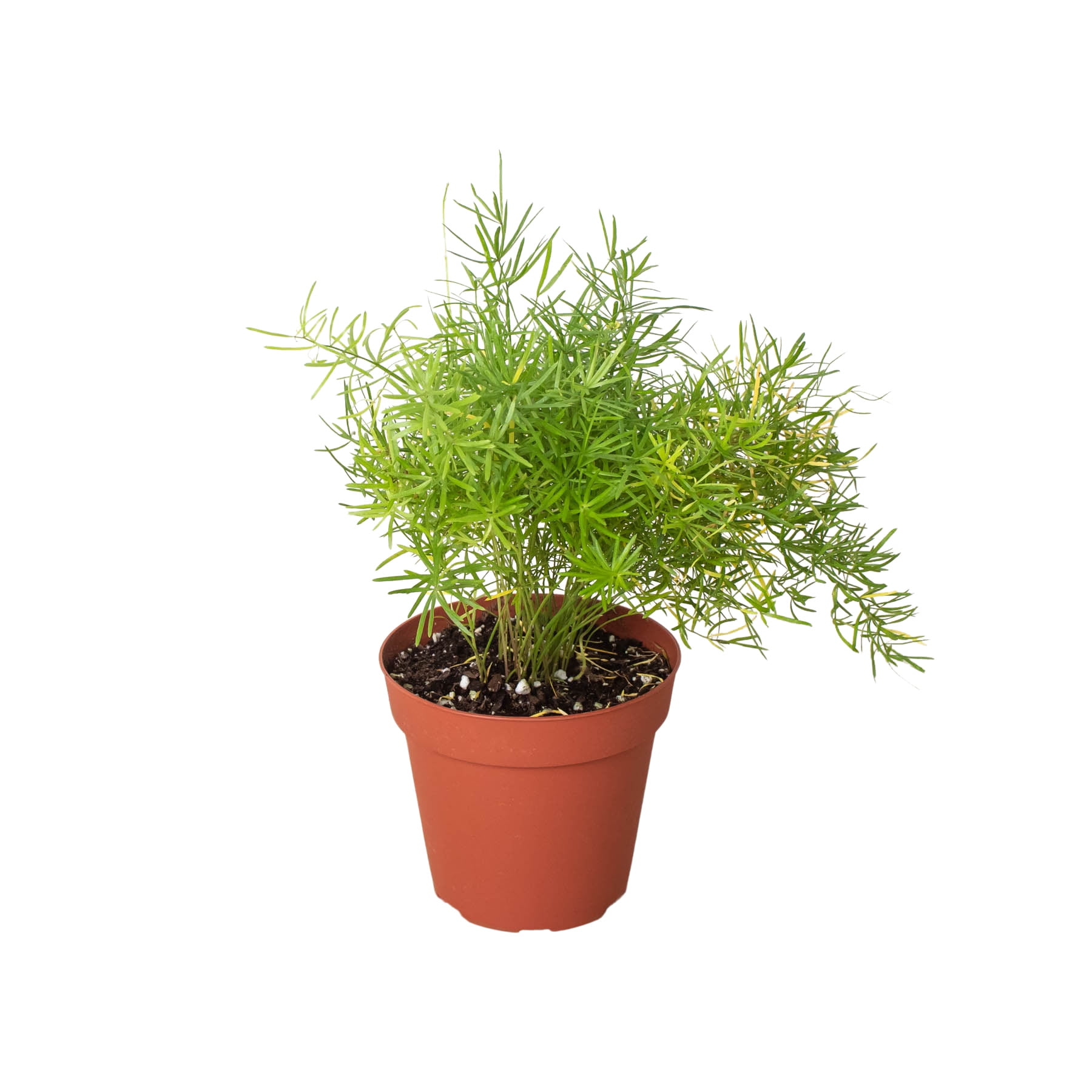 Fern 'Sprengeri', 4" Pot, Indoor Houseplant, Easy Care, Live Plant for Indoor & Outdoor