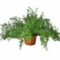 thumbnail image 1 of Fern 'Sprengeri', 1 of 5