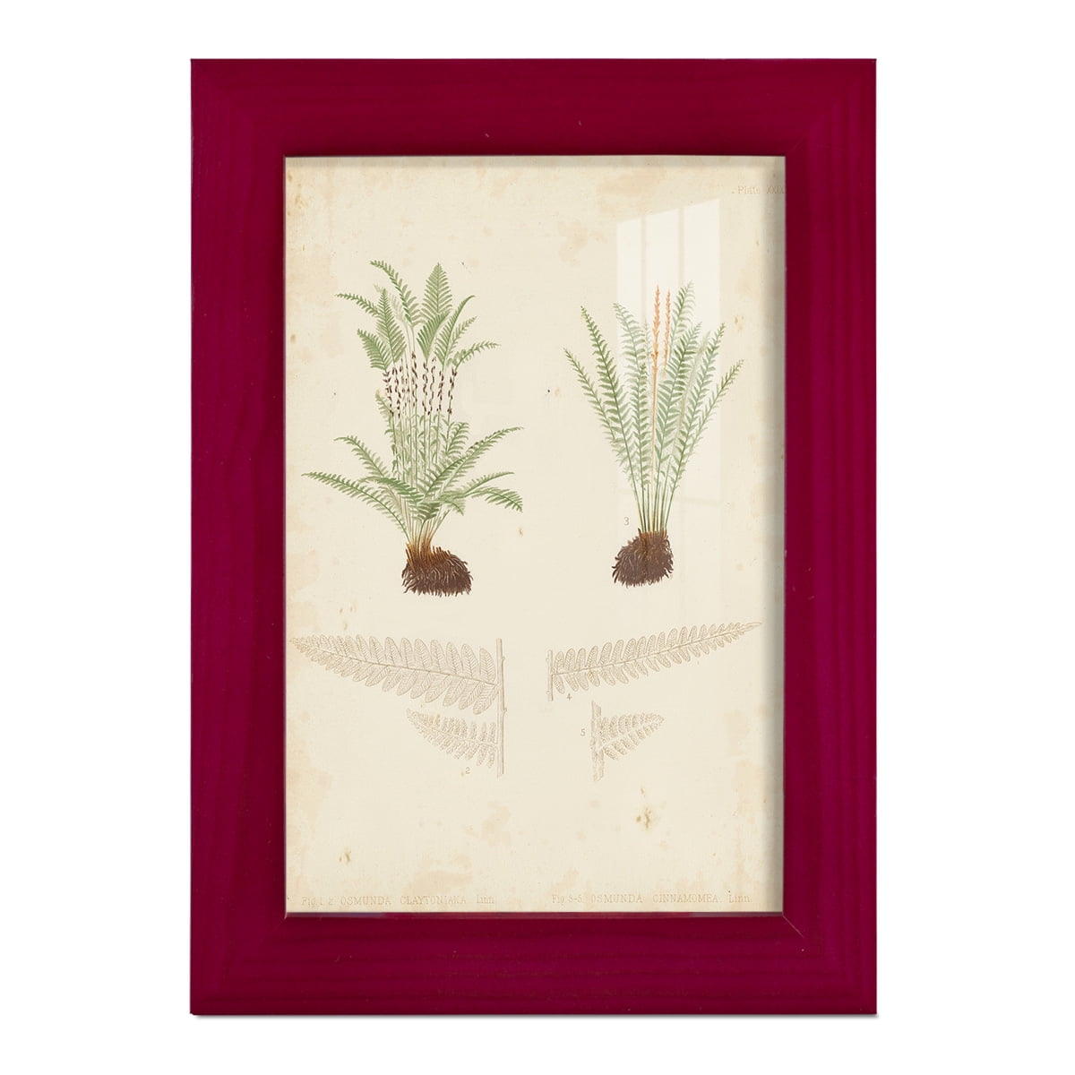 Fern Study III -Framed Print w/glass-Cherry Red