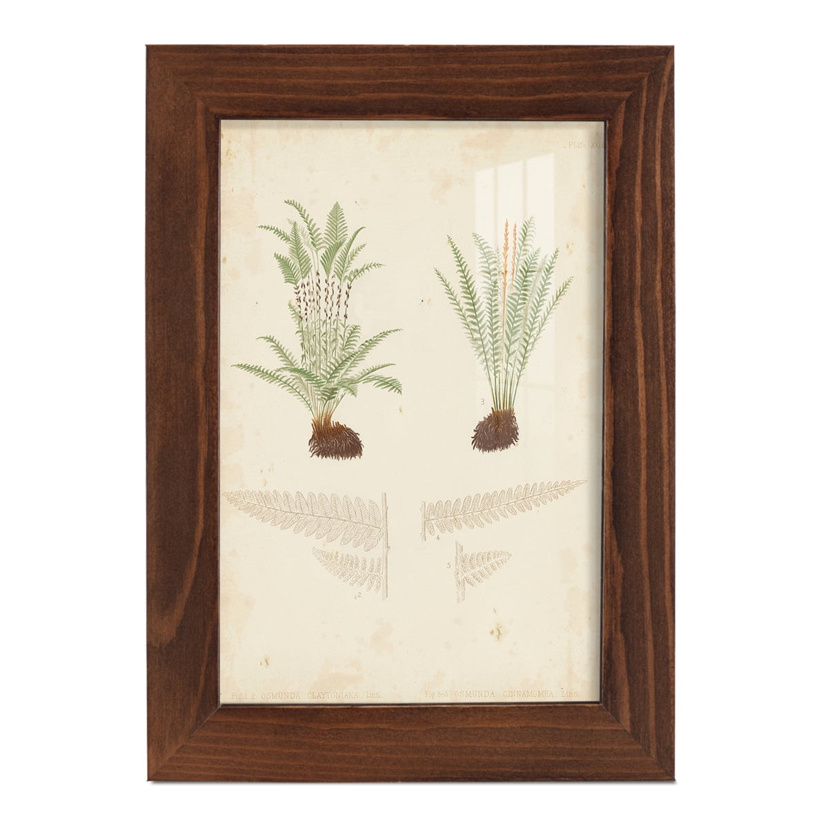Fern Study III -Framed Print w/glass-Chestnut