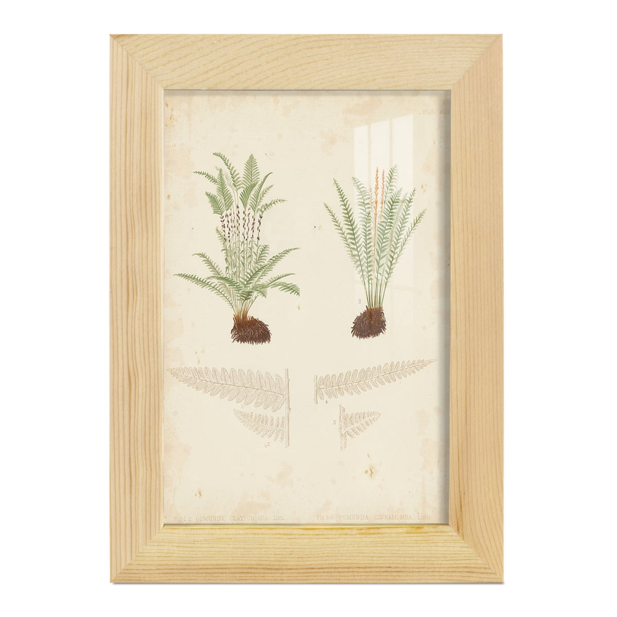 Fern Study III -Framed Print w/glass-Natural Wood