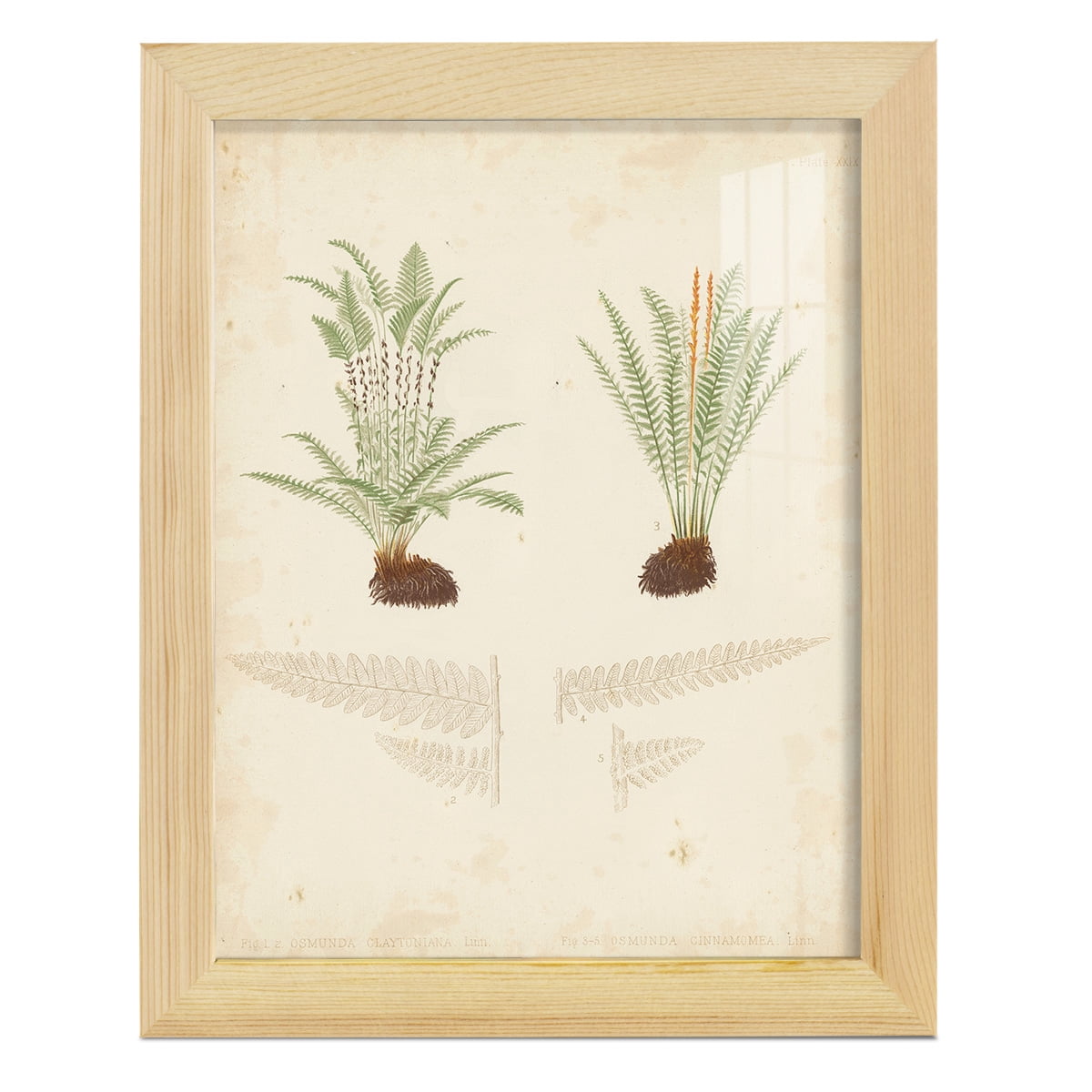 Fern Study III -Framed Print w/glass-Natural Wood