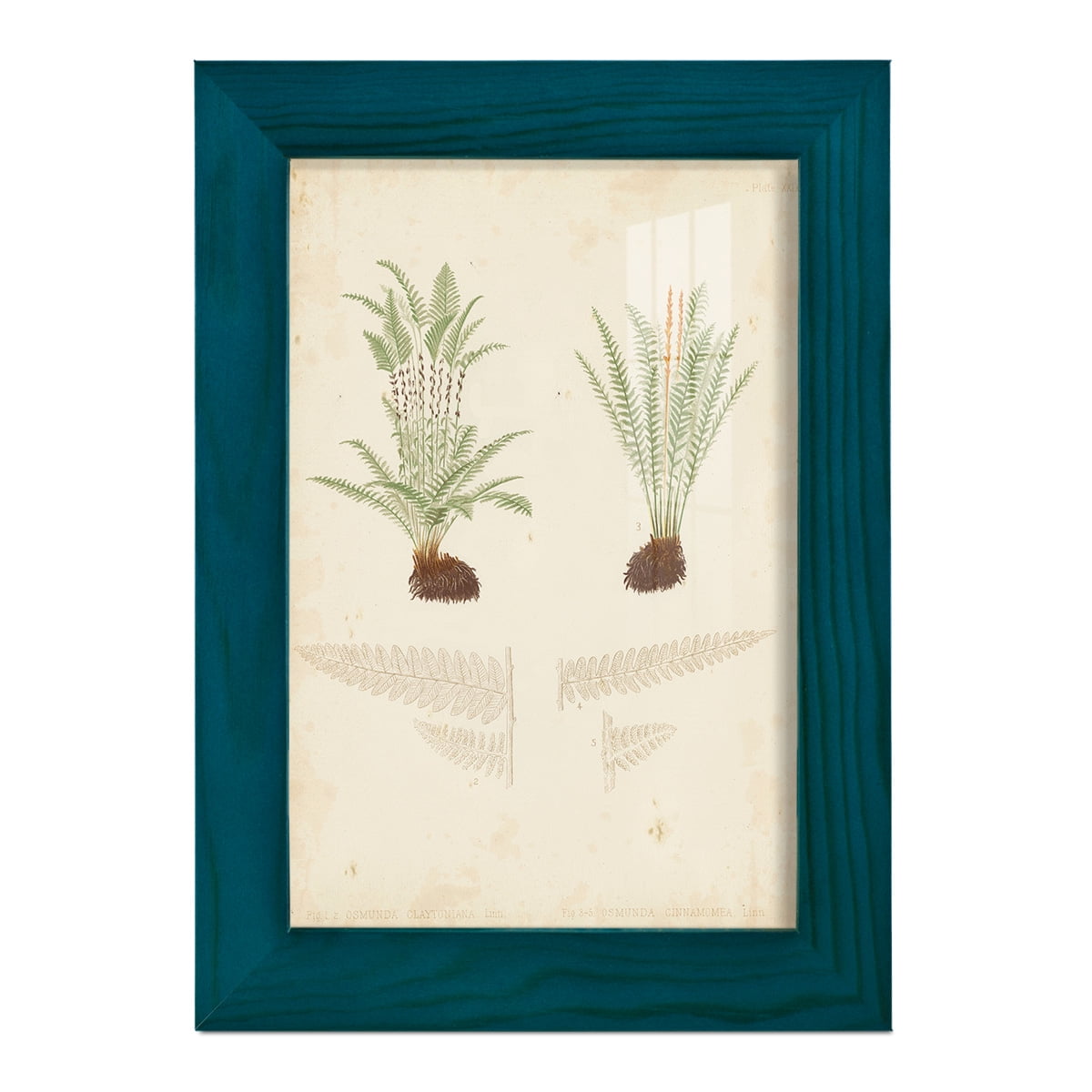 Fern Study III -Framed Print w/glass-Ocean Blue