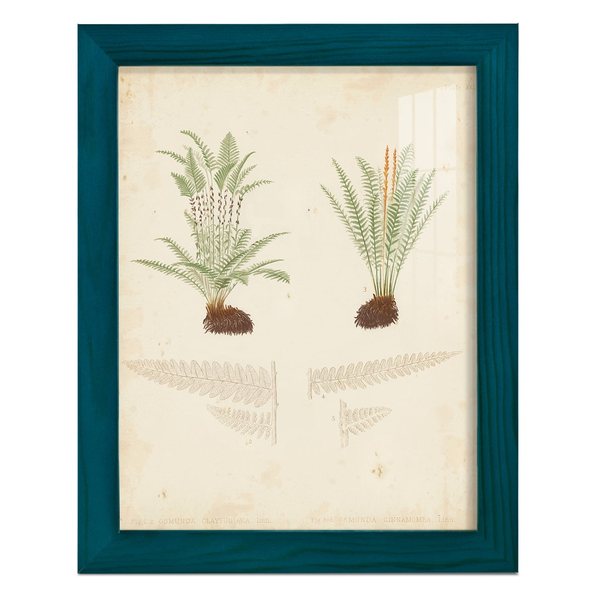 Fern Study III -Framed Print w/glass-Ocean Blue