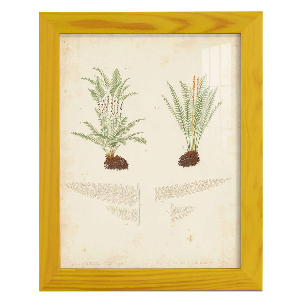 Fern Study III -Framed Print w/glass-Sunflower Yellow