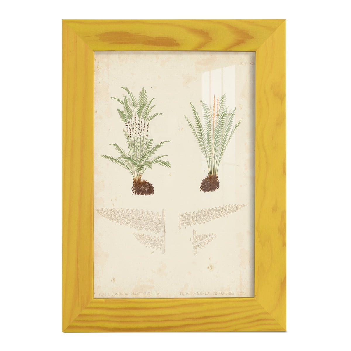 Fern Study III -Framed Print w/glass-Sunflower Yellow