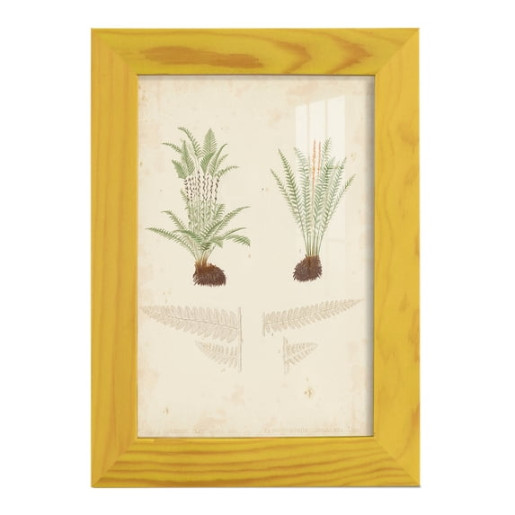 Fern Study III -Framed Print w/glass-Sunflower Yellow