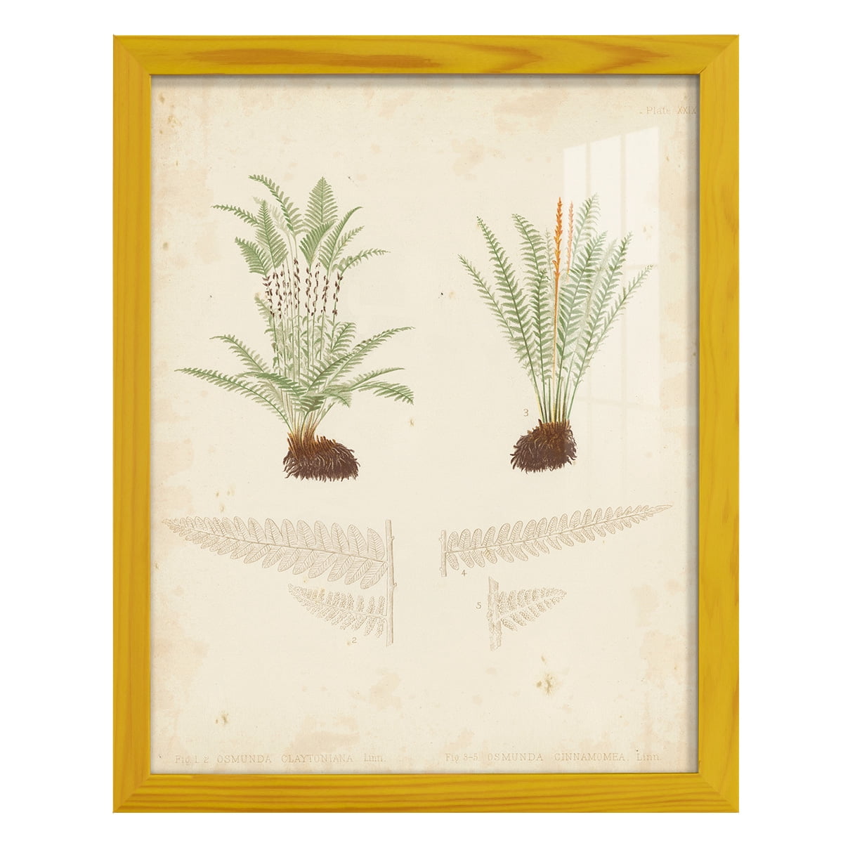 Fern Study III -Framed Print w/glass-Sunflower Yellow