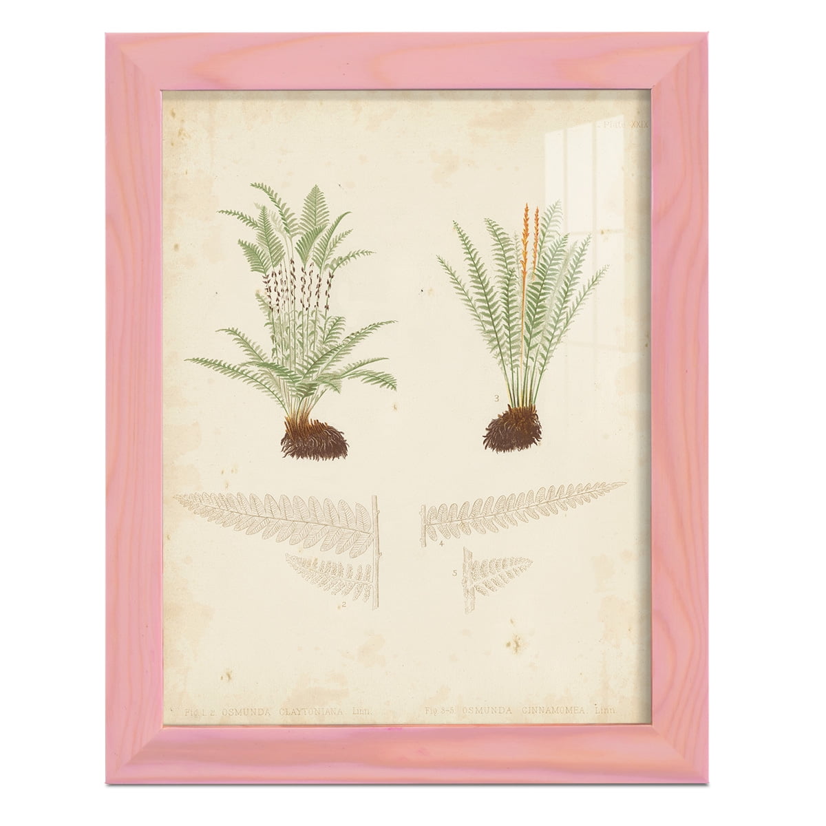 Fern Study III -Framed Print w/glass-Sunset Pink