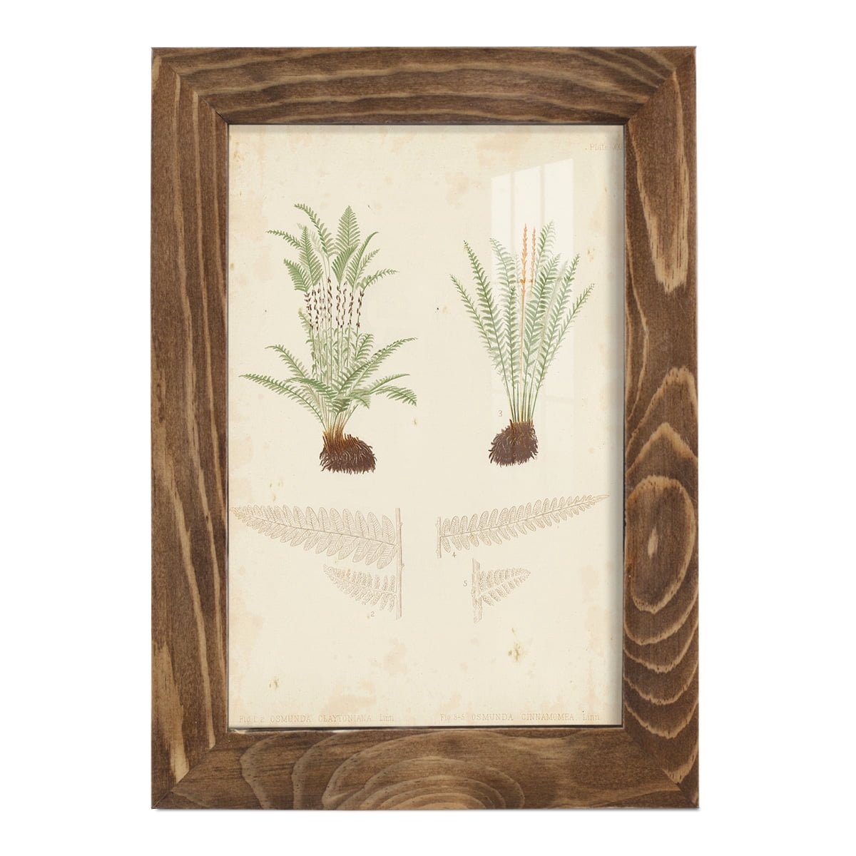 Fern Study III -Framed Print w/glass-Walnut